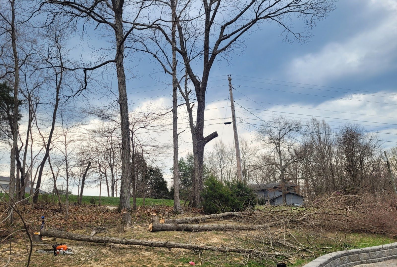 Felled trees on a WoodFellas tree removal job