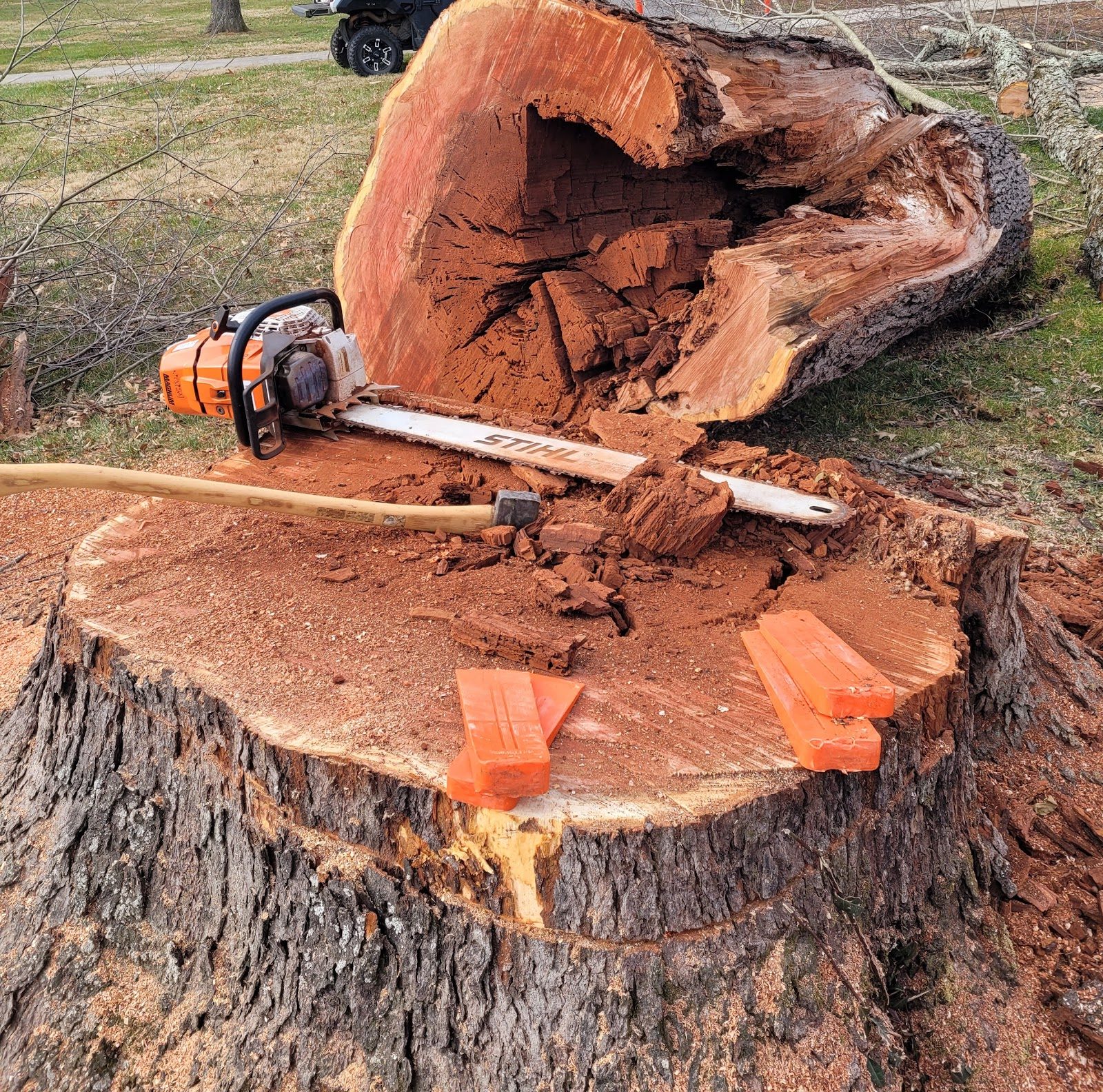 Large fresh stump with a chainsaw and felling wedges