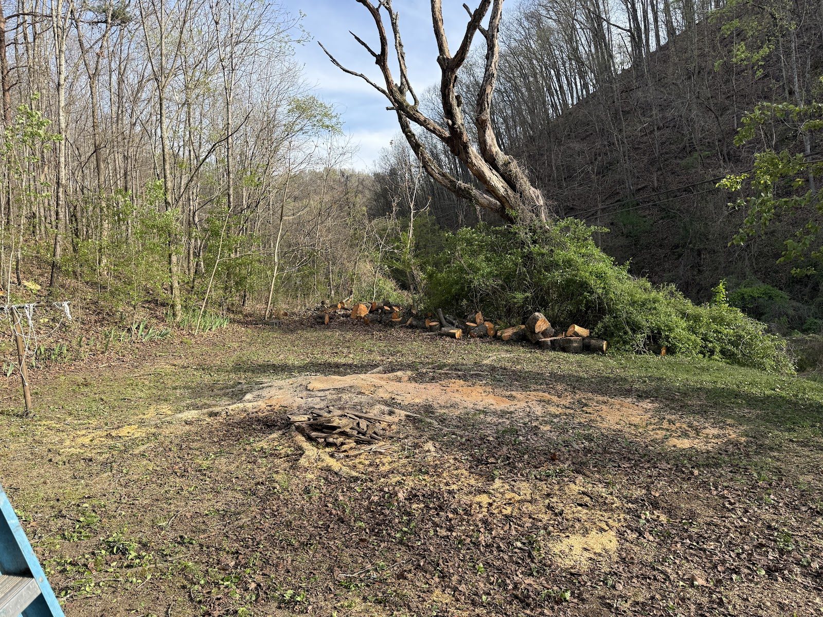 Cleared hillside following tree removal