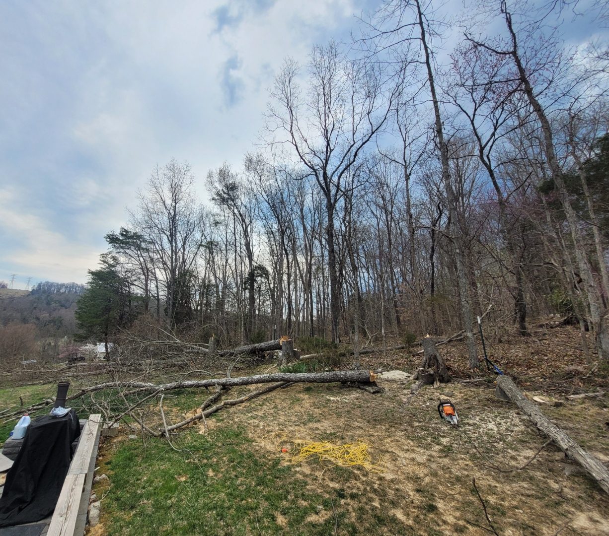 Felled trees during a WoodFellas cleanup job